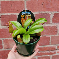 Nepenthes - 10cm Pot Folia House