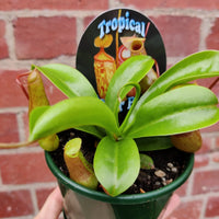 Nepenthes - 10cm Pot Folia House