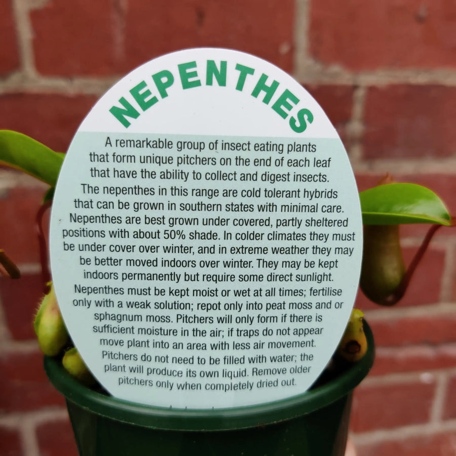 Nepenthes - 10cm Pot Folia House