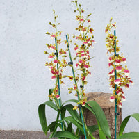 Orchid - Dancing lady (Oncidium) - not in flower Folia House