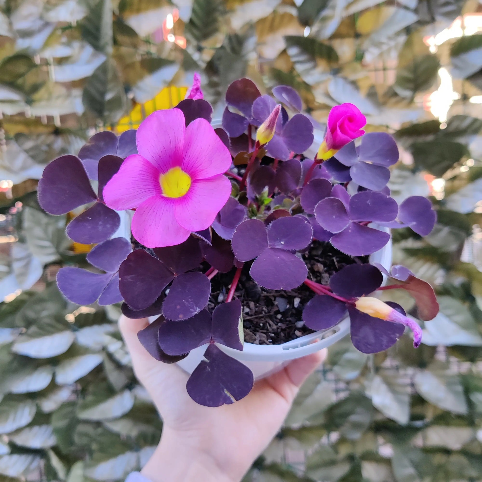 Oxalis Purpurea 'Garnet' - 13cm pot Folia House
