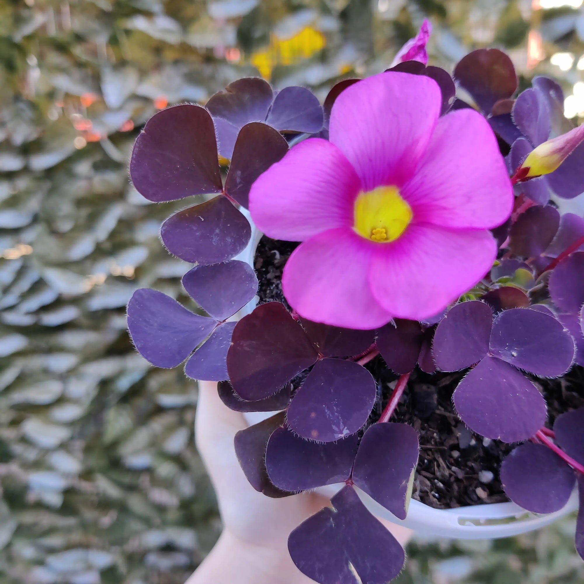 Oxalis Purpurea 'Garnet' - 13cm pot Folia House