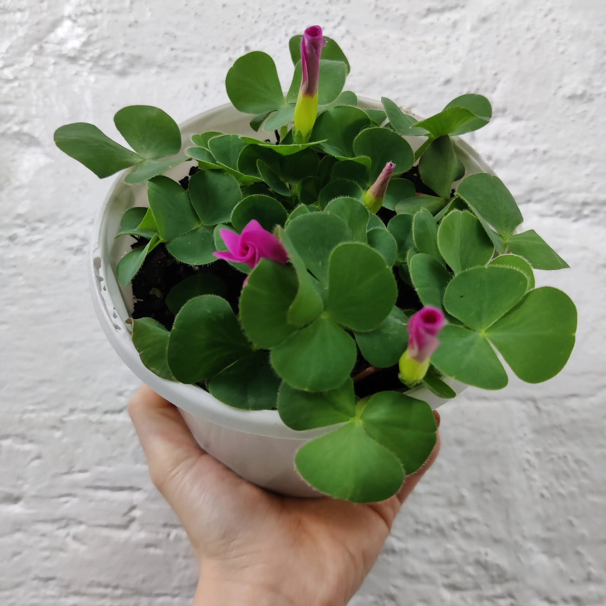 Oxalis Purpurea Folia House