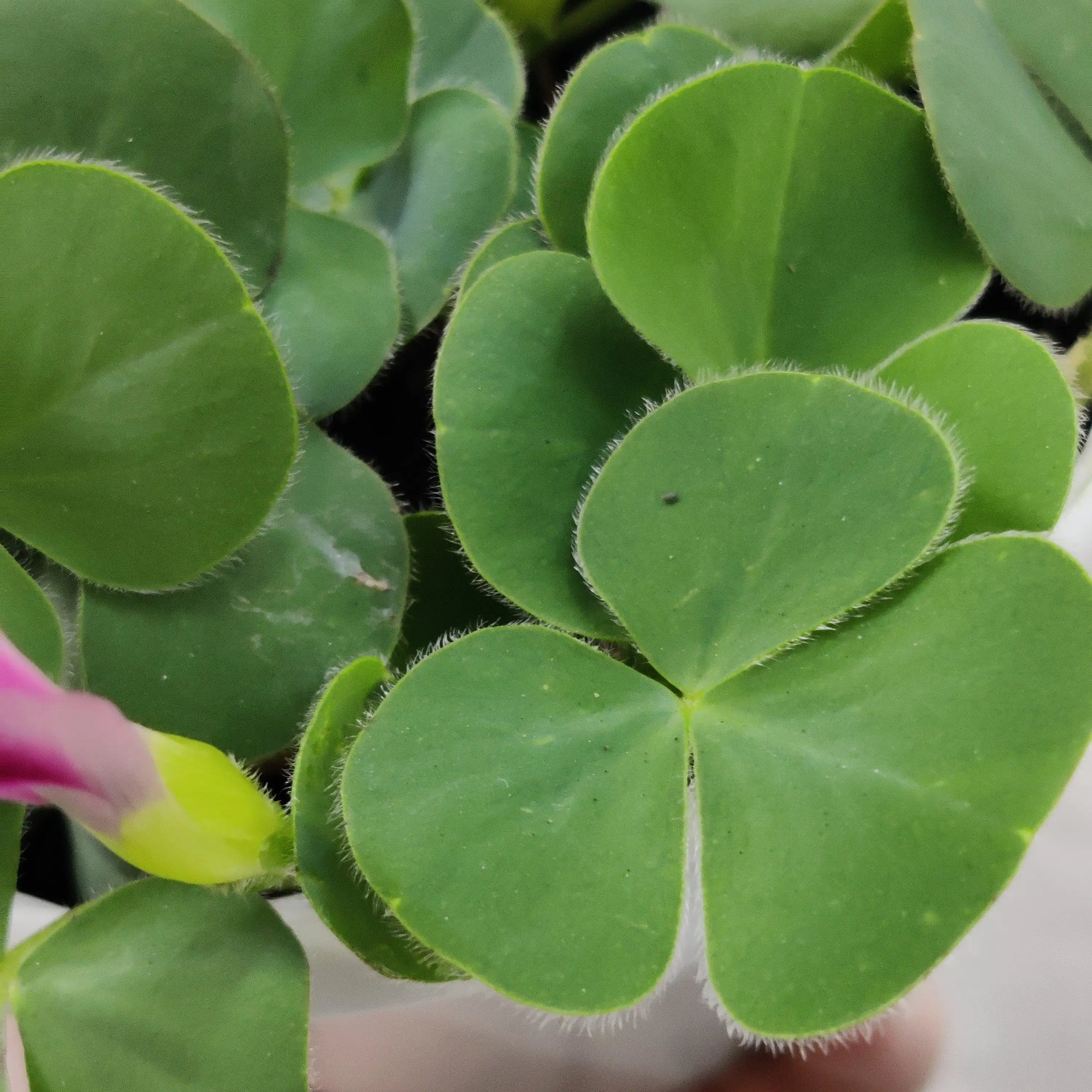 Oxalis Purpurea Folia House