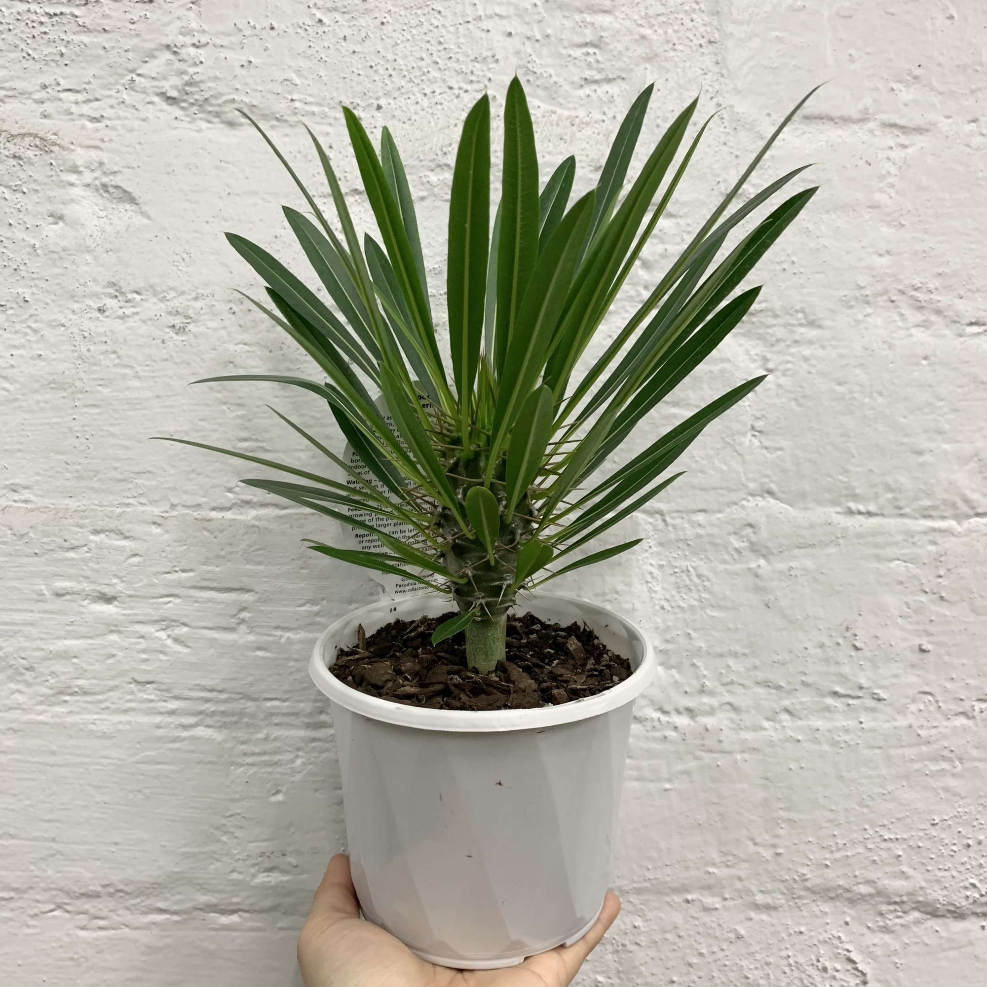 Pachypodium Folia House