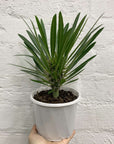 Pachypodium Folia House