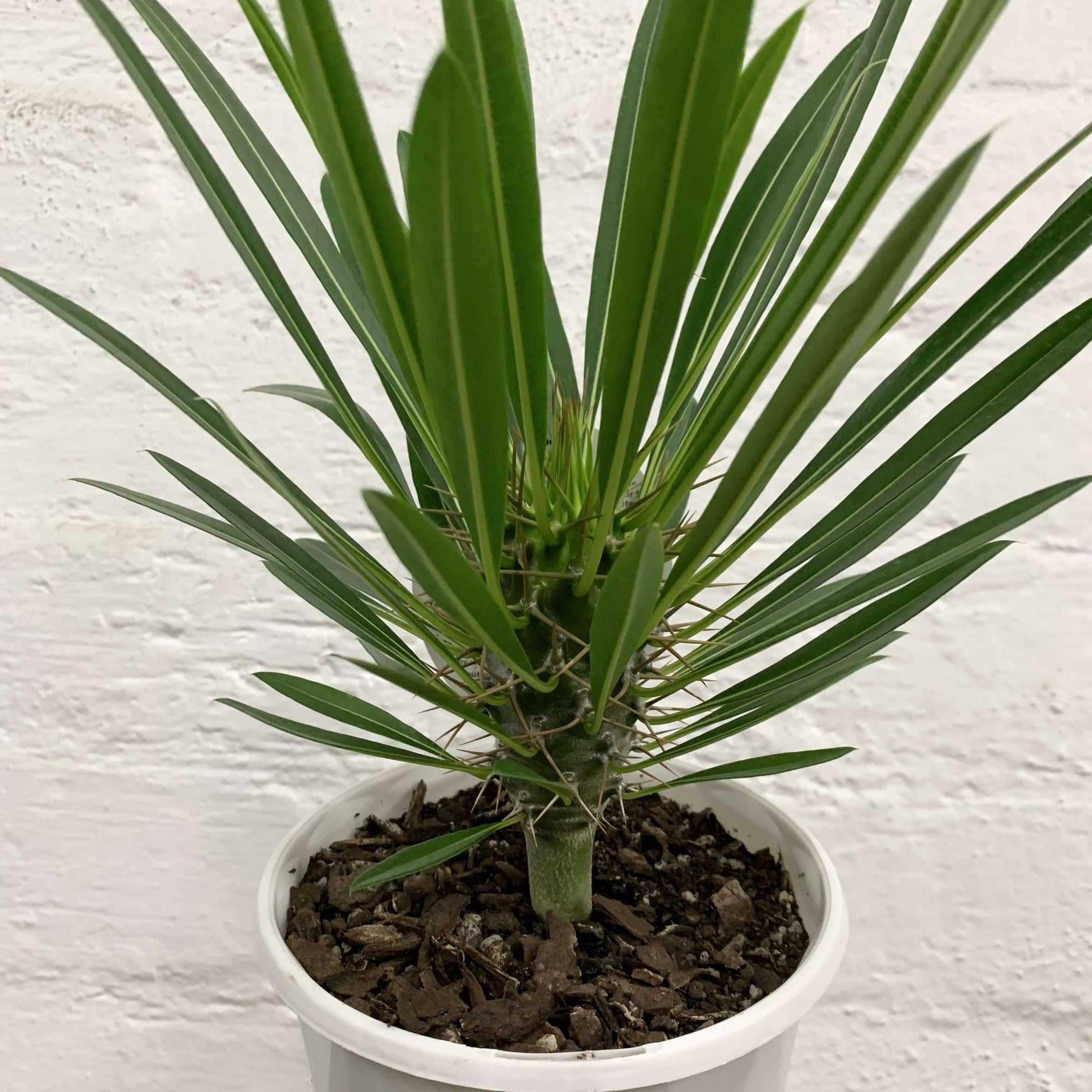 Pachypodium Folia House