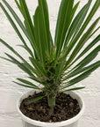 Pachypodium Folia House