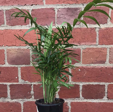 Parlour Palm (Chamaedorea elegans) - 10cm Pot Folia House