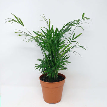 Parlour Palm (Chamaedorea elegans) - 12cm Pot Folia House