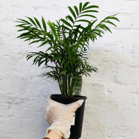 Parlour Palm (Chamaedorea elegans) - 14cm Pot Folia House