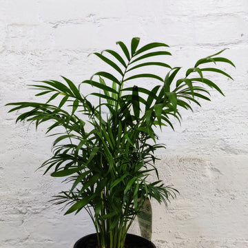 Parlour Palm (Chamaedorea elegans) - 14cm Pot Folia House