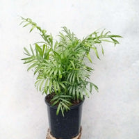 Parlour Palm (Chamaedorea elegans) - 20cm Pot Folia House
