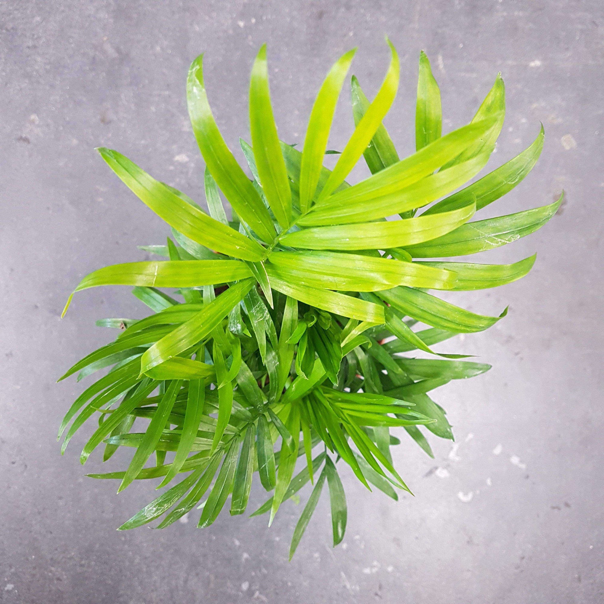 Parlour Palm (Chamaedorea elegans) - 20cm Pot Folia House