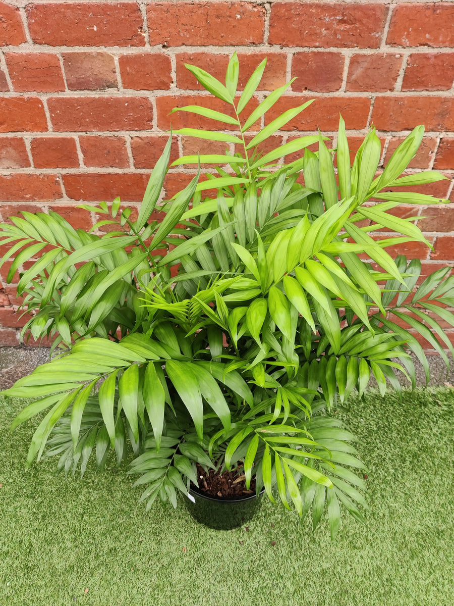 Parlour Palm (Chamaedorea elegans) - 25cm Pot Folia House