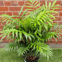 Parlour Palm (Chamaedorea elegans) - 25cm Pot Folia House