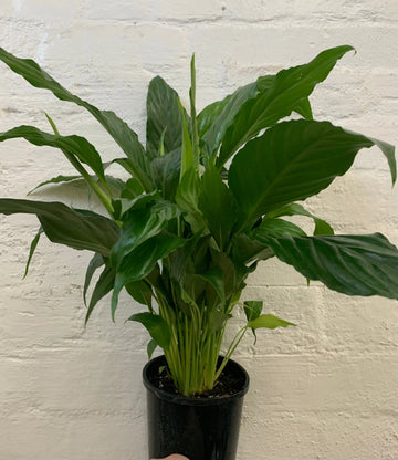 Peace Lily (Spathiphyllum Cochlearispathum) - 14cm Pot Folia House
