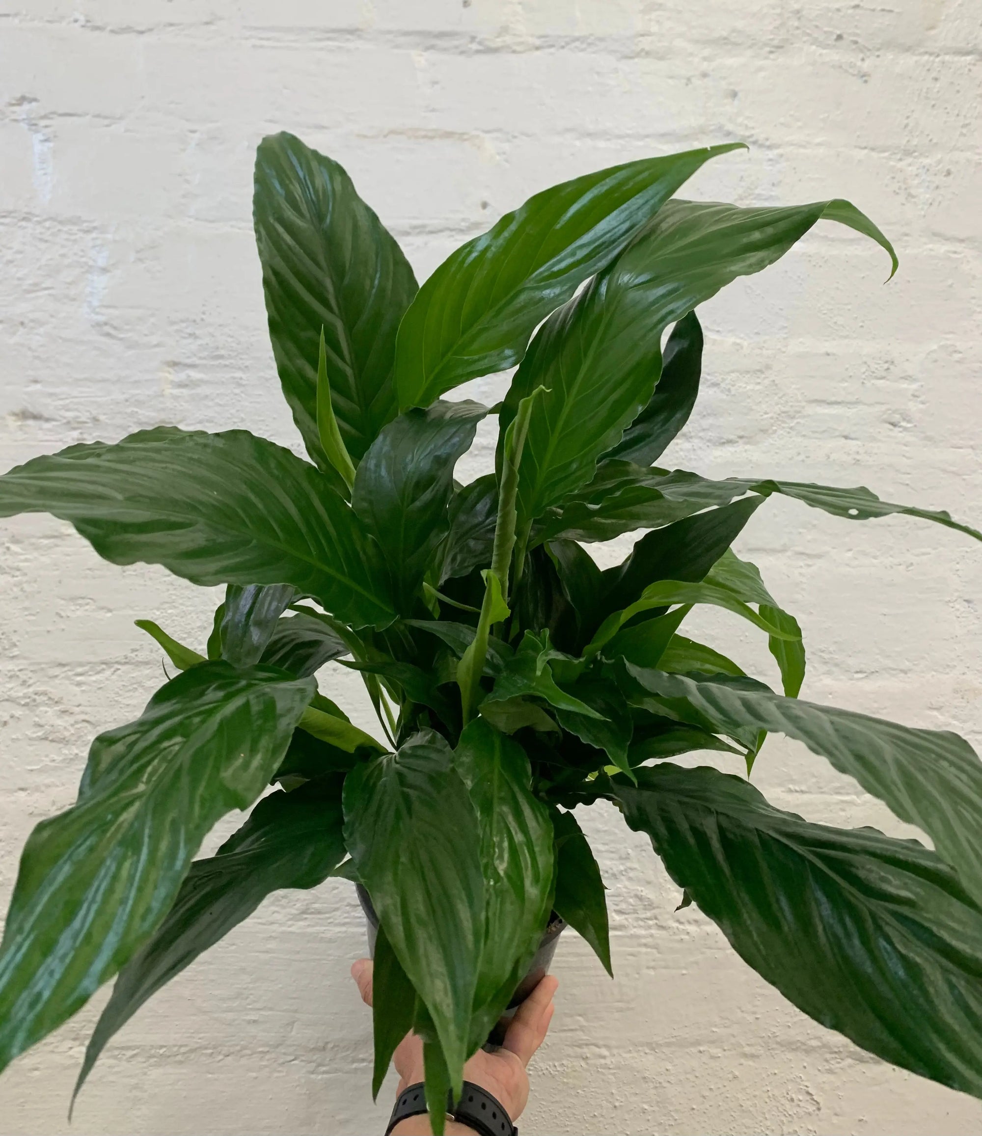 Peace Lily (Spathiphyllum Cochlearispathum) - 14cm Pot Folia House