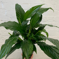 Peace Lily (Spathiphyllum Cochlearispathum) - 14cm Pot Folia House