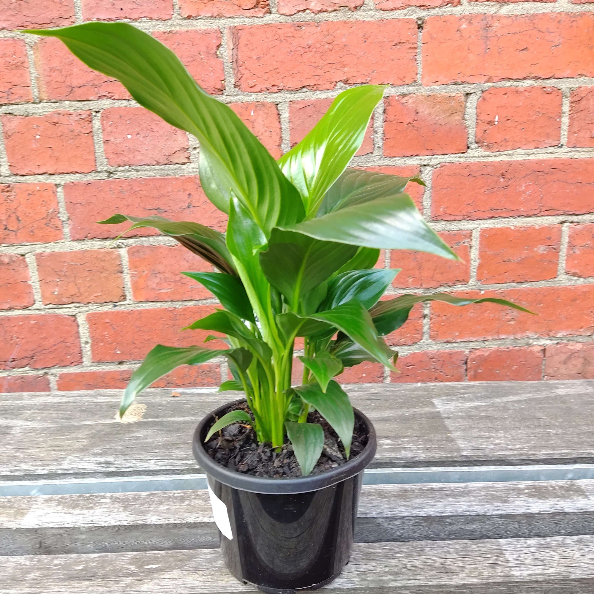 Peace Lily (Spathiphyllum sp) - 12cm Pot Folia House