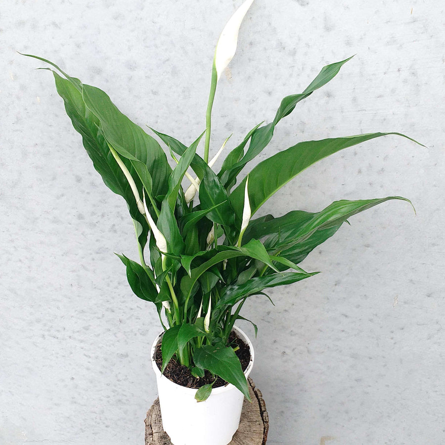 Peace Lily (Spathiphyllum sp) - 17cm Pot Folia House