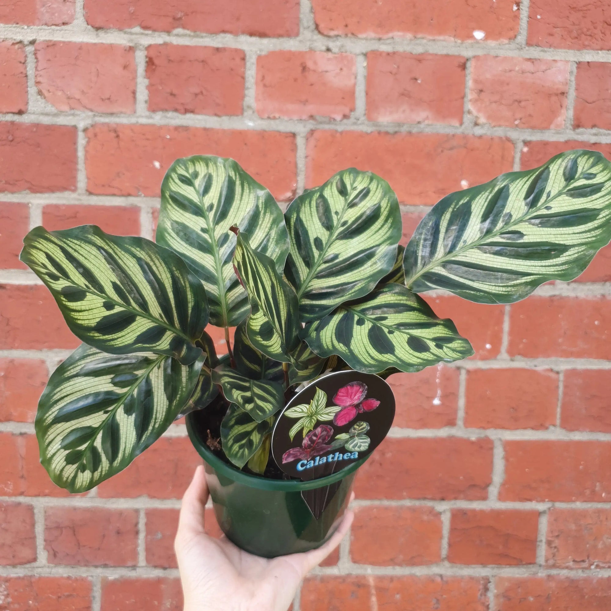 Peacock Calathea (Makoyana) - 13cm pot Folia House