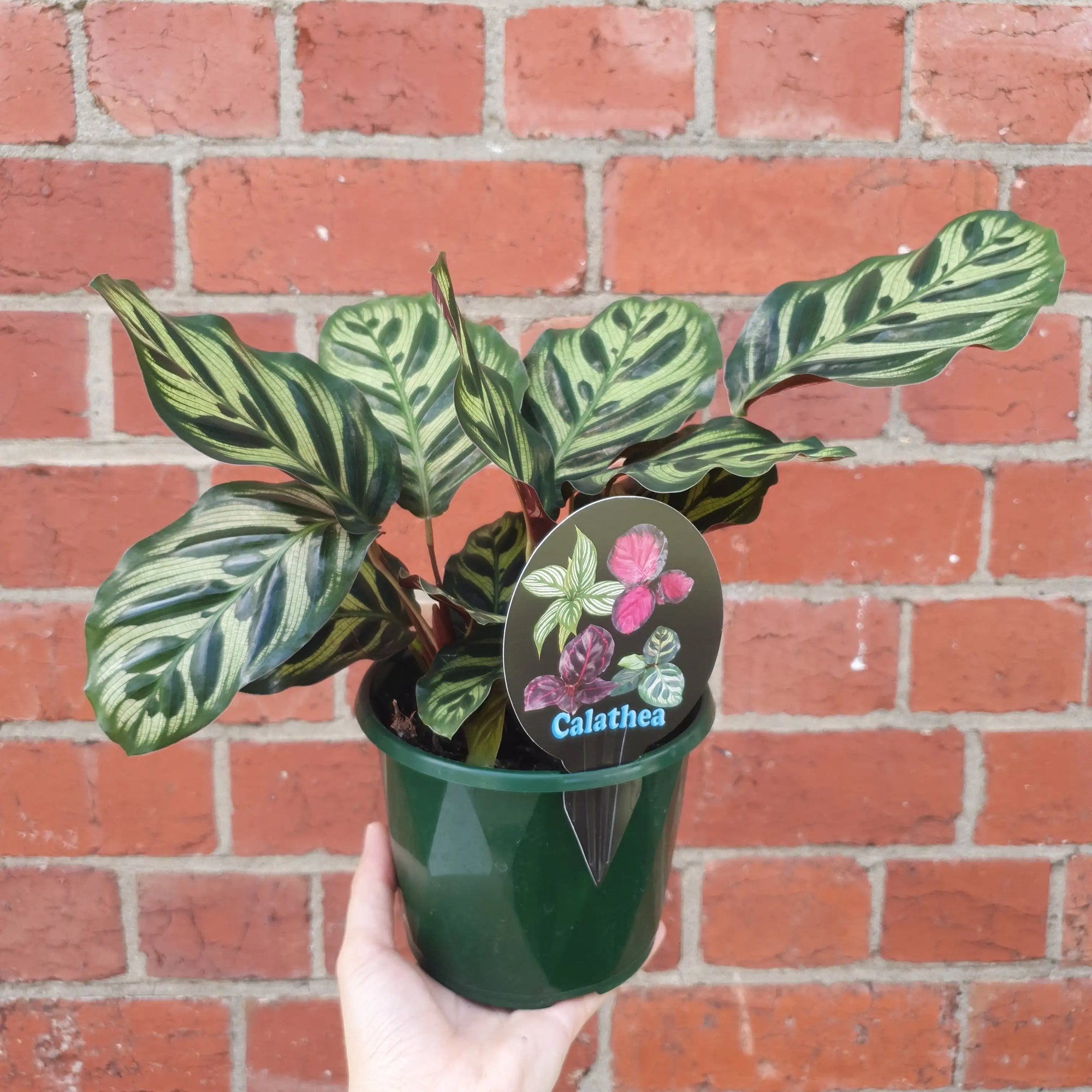 Peacock Calathea (Makoyana) - 13cm pot Folia House