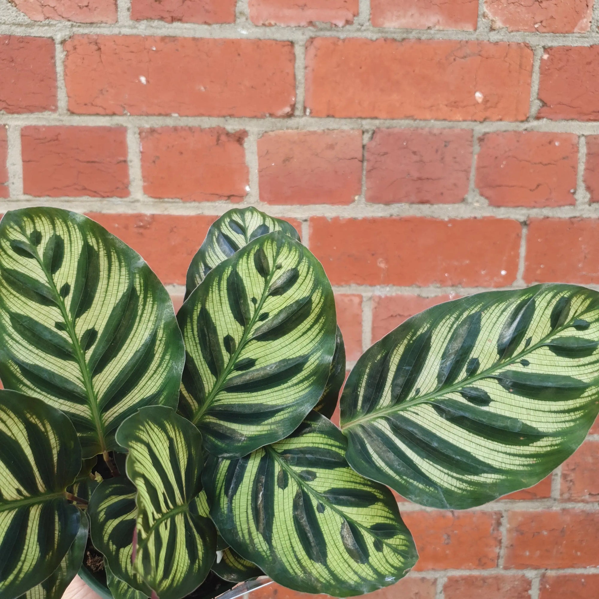 Peacock Calathea (Makoyana) - 13cm pot Folia House