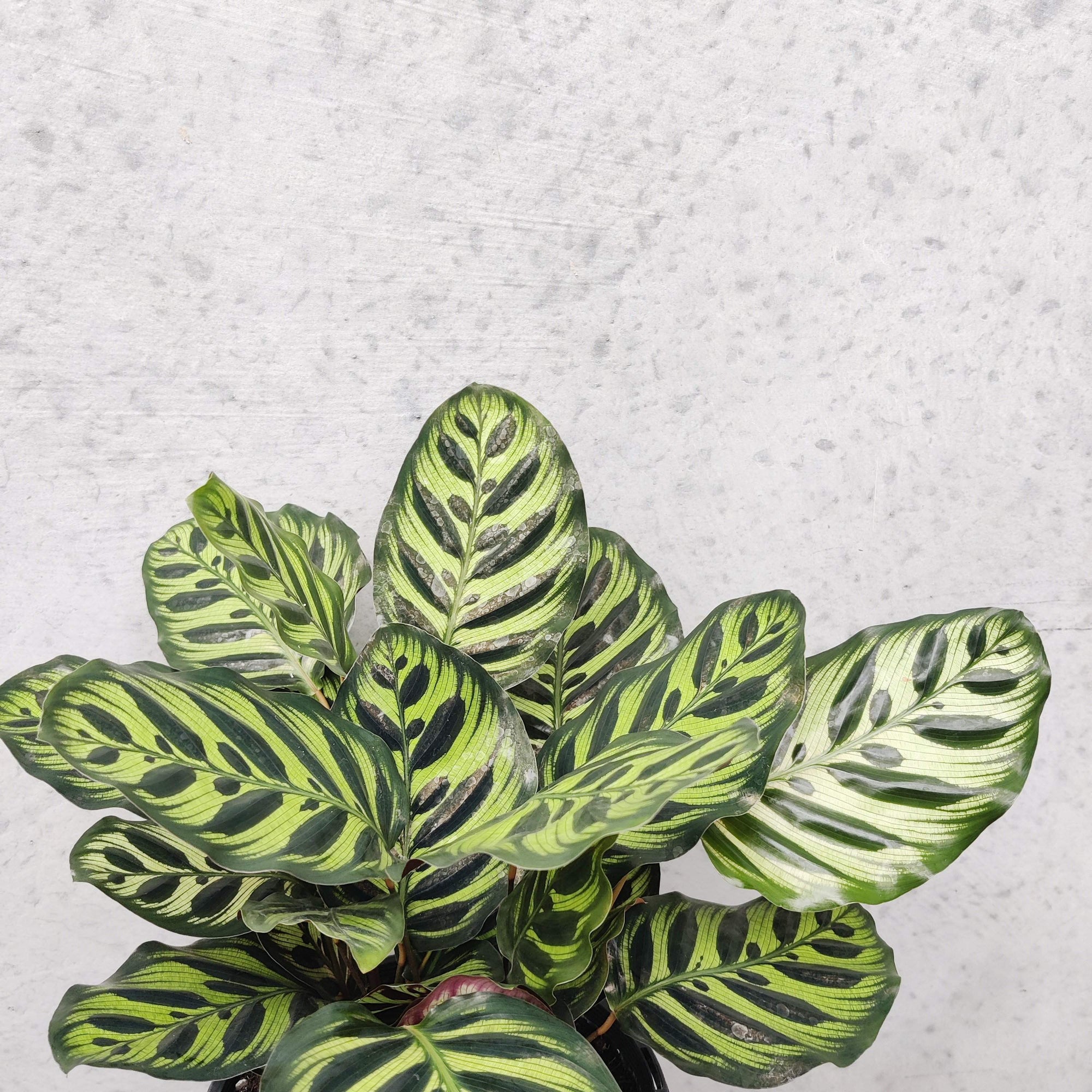 Peacock Calathea (Makoyana) Folia House