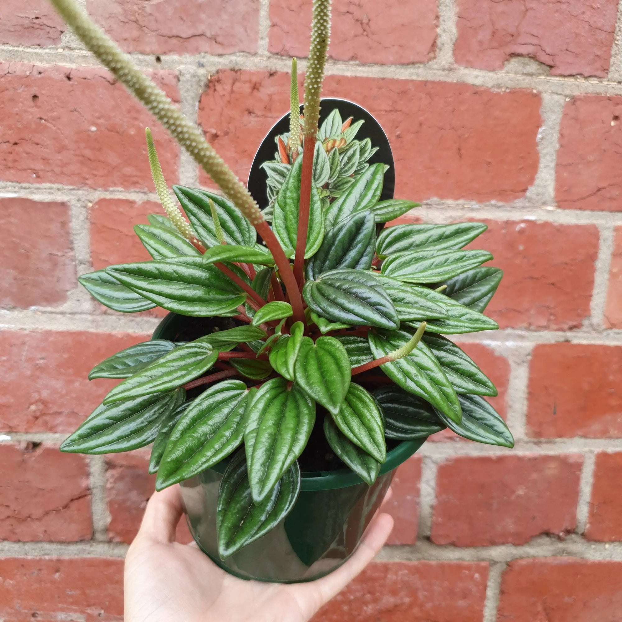 Peperomia Esmeralda - 13cm pot Folia House