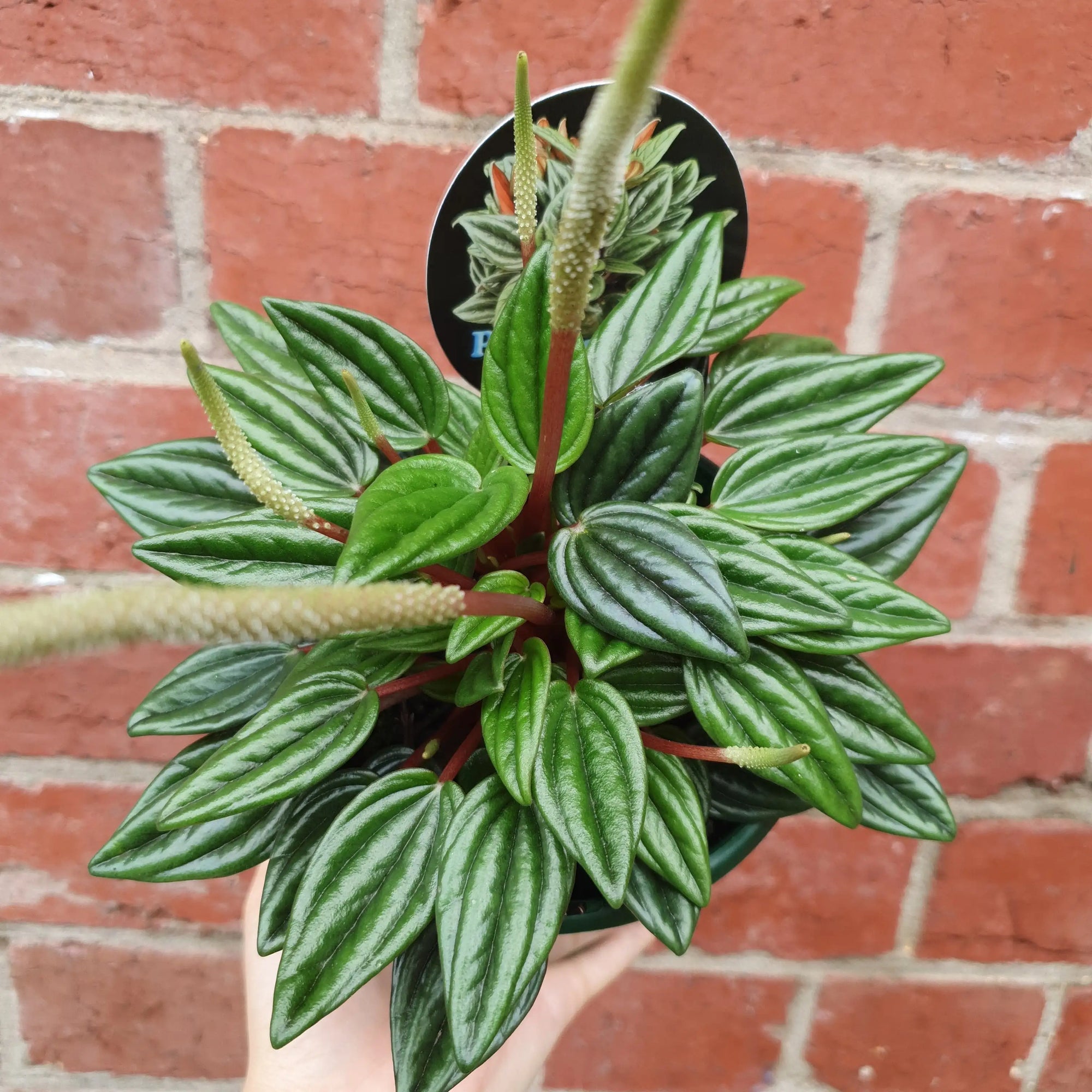 Peperomia Esmeralda - 13cm pot Folia House