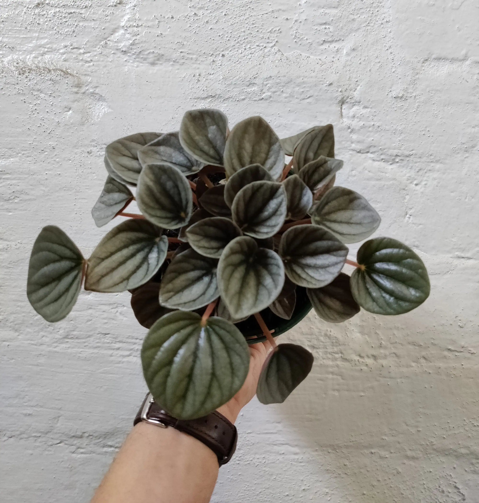 Peperomia Frosty - 13cm pot Folia House