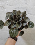 Peperomia Frosty - 13cm pot Folia House