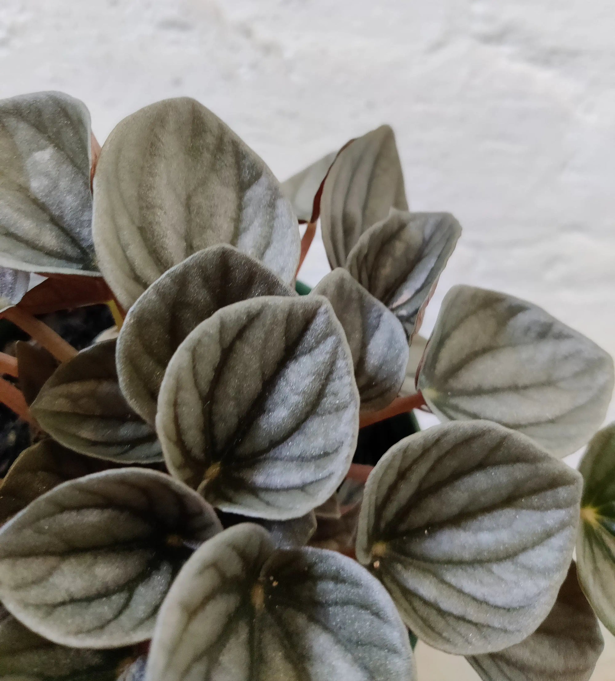 Peperomia Frosty - 13cm pot Folia House