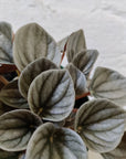 Peperomia Frosty - 13cm pot Folia House