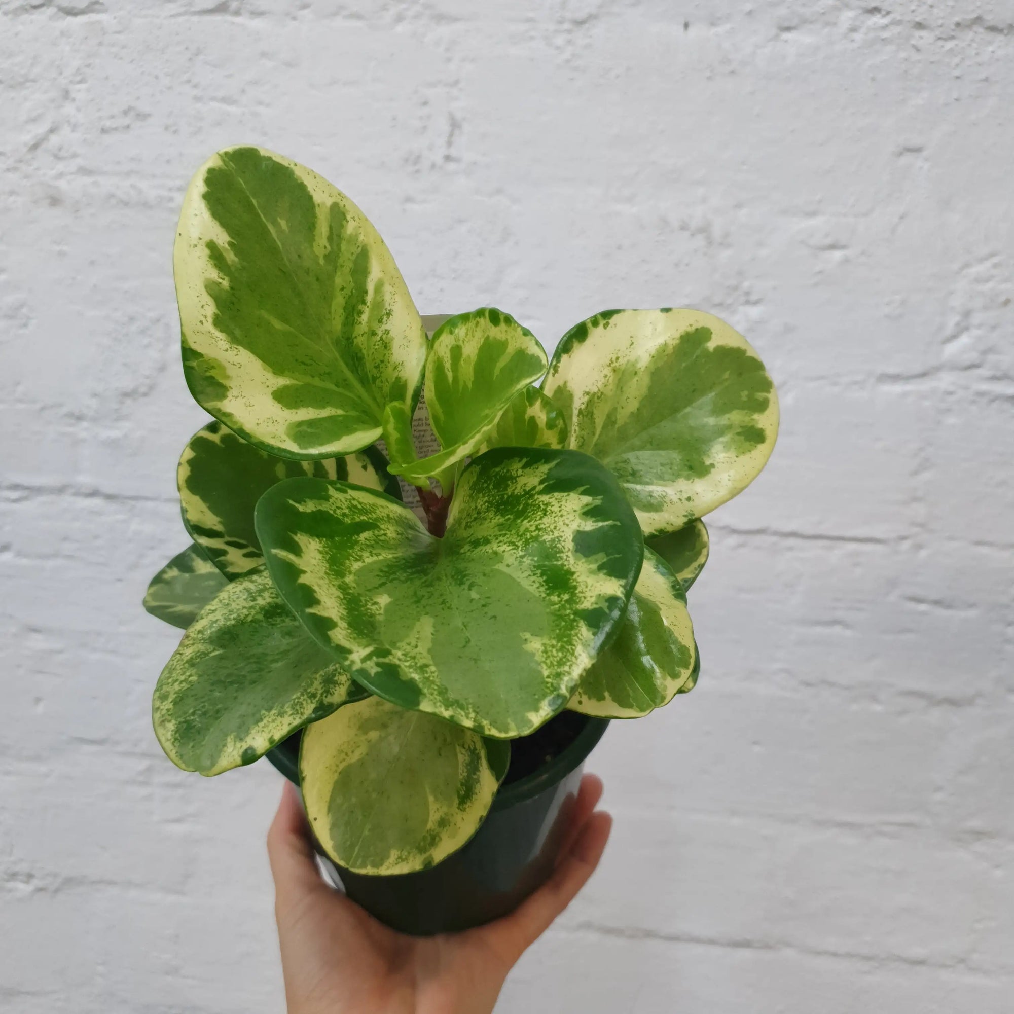 Peperomia Obtusifolia Variegated - 13cm Pot Folia House