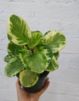 Peperomia Obtusifolia Variegated - 13cm Pot Folia House