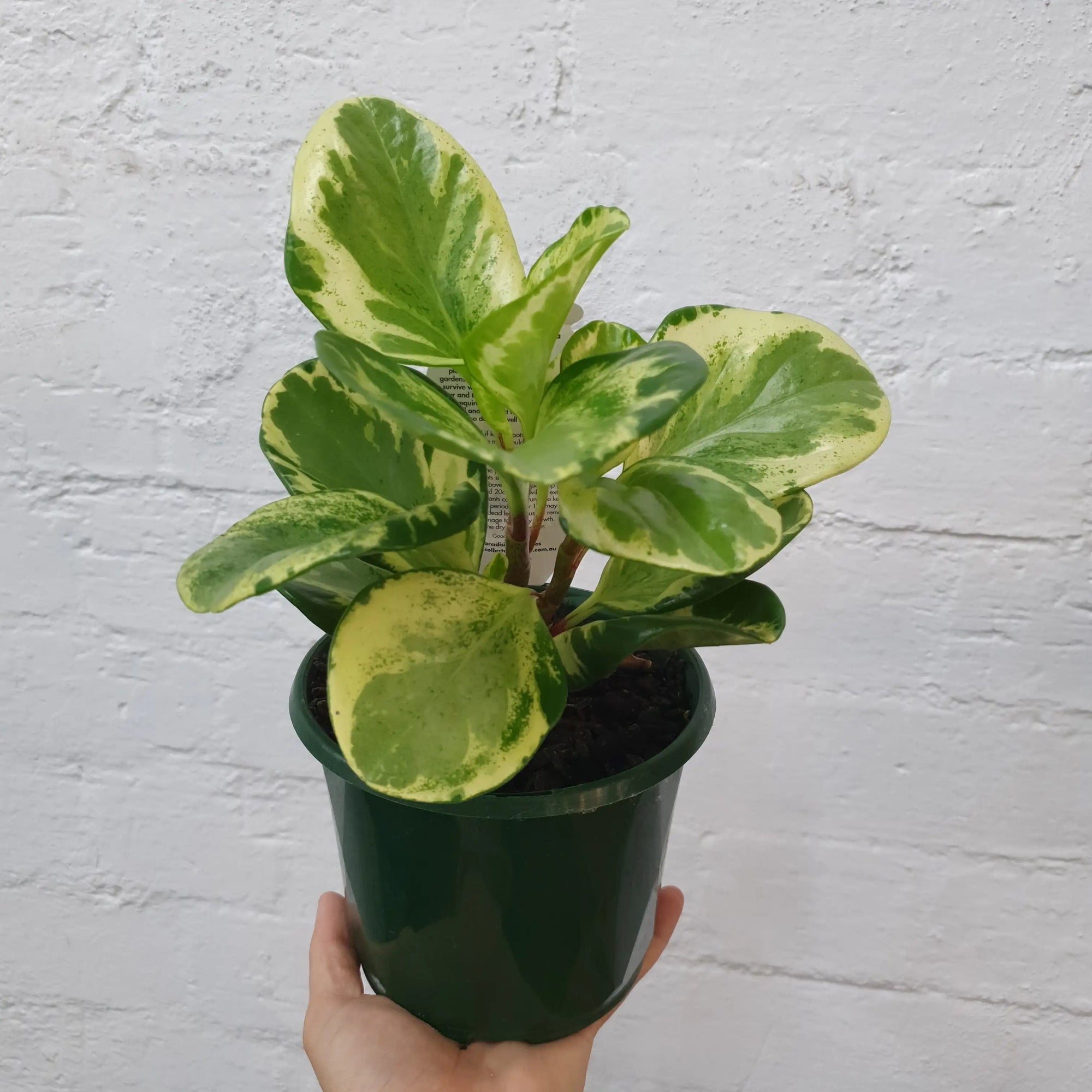 Peperomia Obtusifolia Variegated - 13cm Pot Folia House