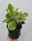 Peperomia Obtusifolia Variegated - 13cm Pot Folia House