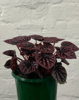 Peperomia Schumi Red - 13cm Pot Folia House