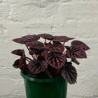 Peperomia Schumi Red - 13cm Pot Folia House