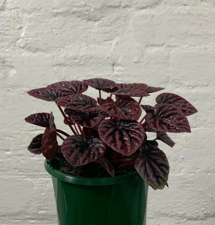 Peperomia Schumi Red - 13cm Pot Folia House
