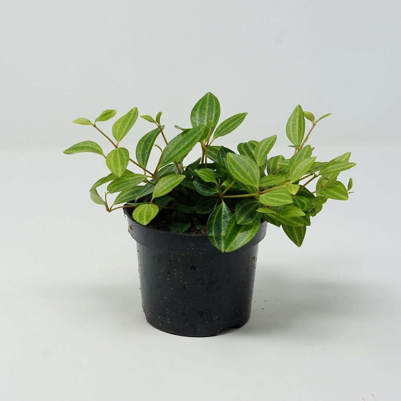 Peperomia angulata rocca verde Folia House