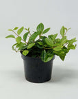 Peperomia angulata rocca verde Folia House