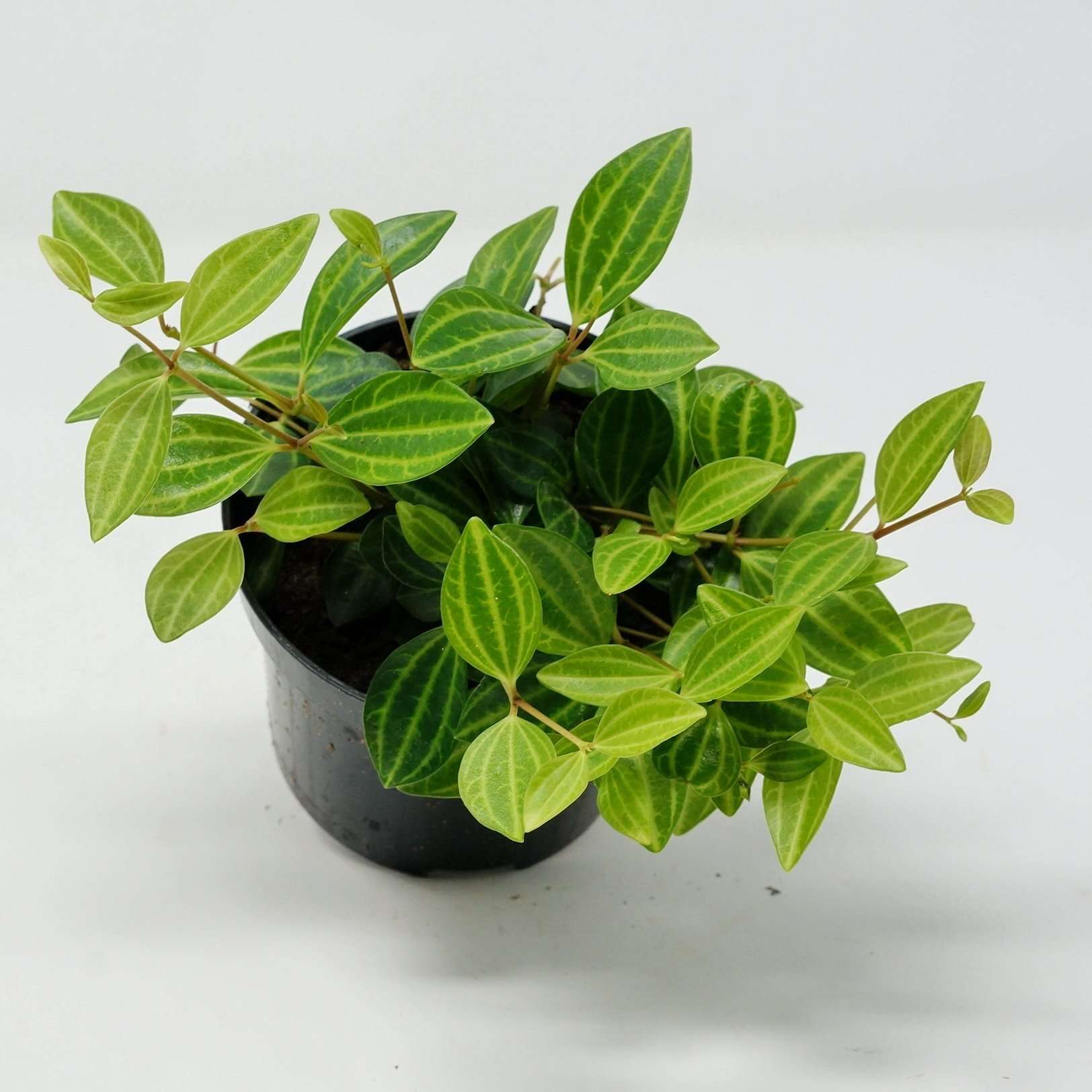 Peperomia angulata rocca verde Folia House