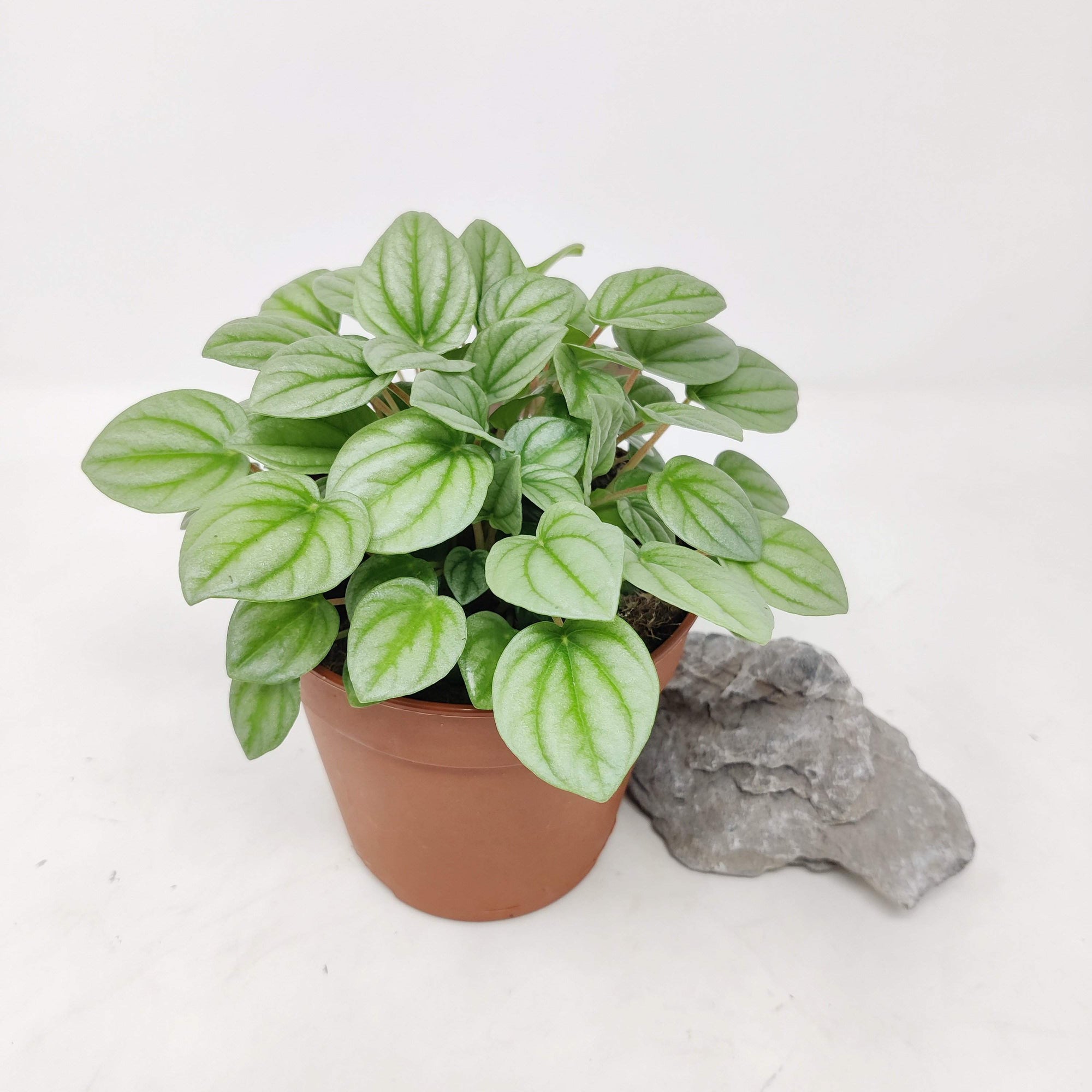 Peperomia moonlight Folia House