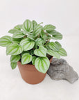 Peperomia moonlight Folia House