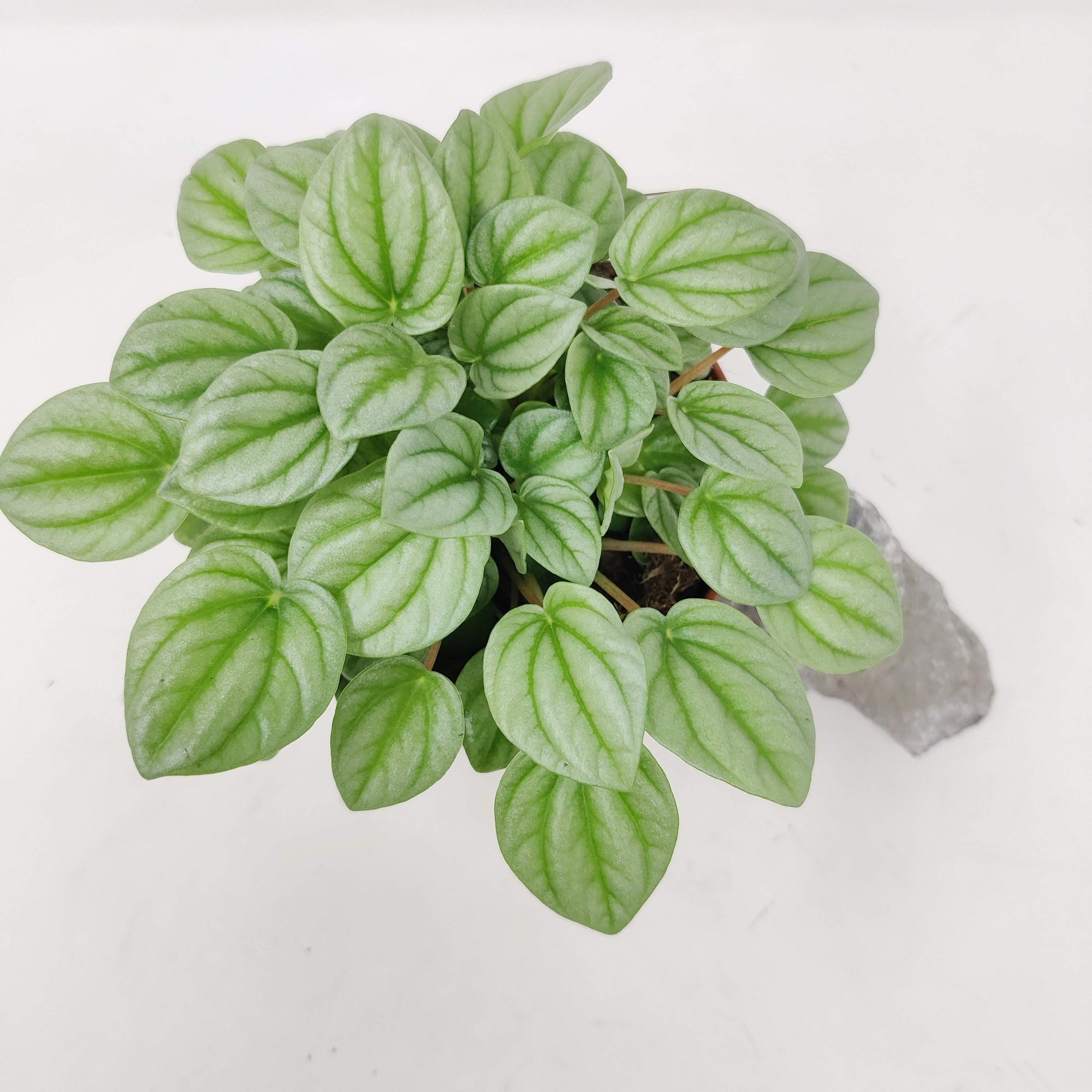 Peperomia moonlight Folia House