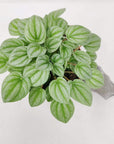 Peperomia moonlight Folia House