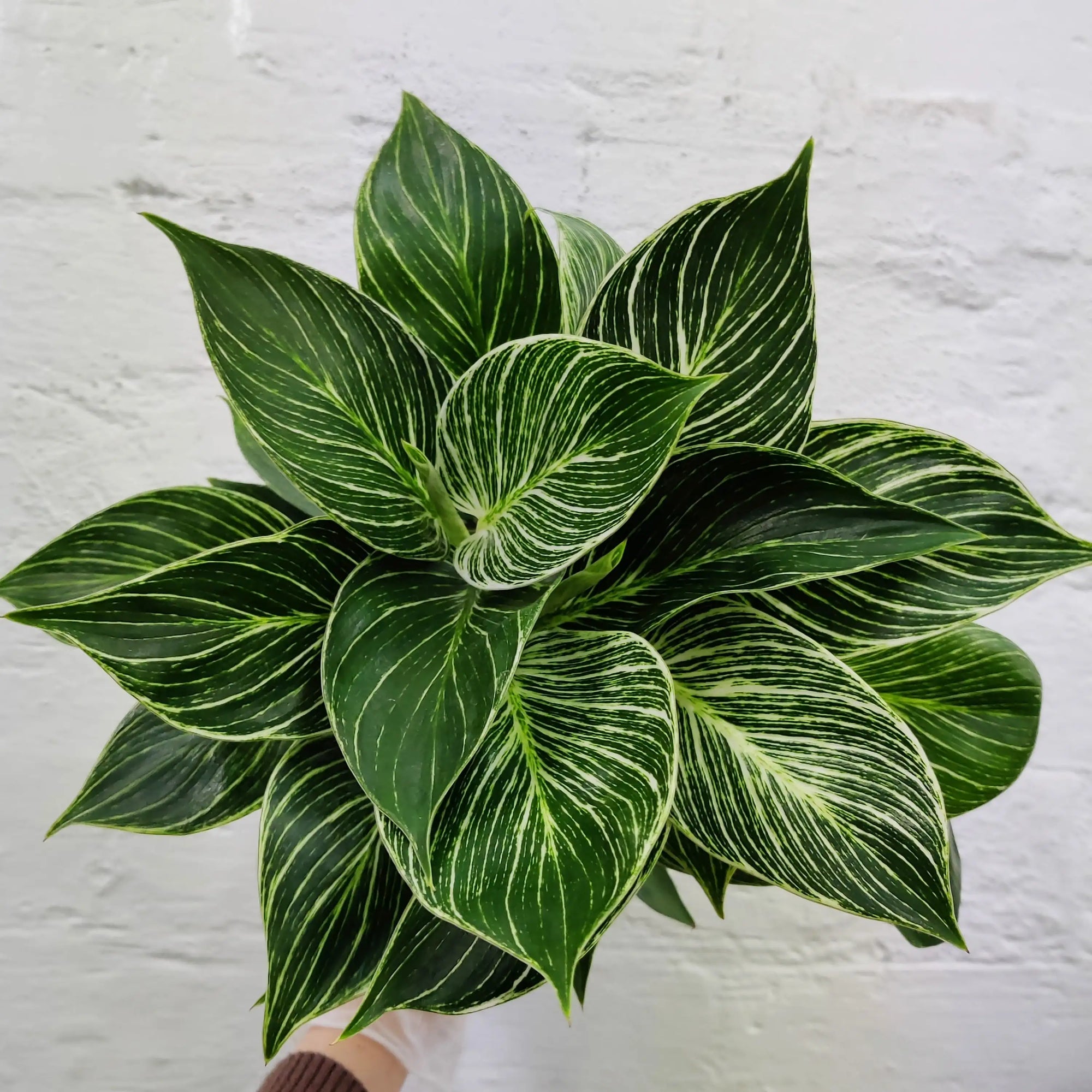 Philodendron Birkin - 12cm Pot Folia House